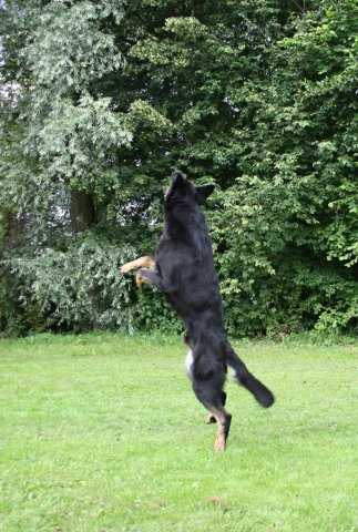 Ilo od Svatováclava